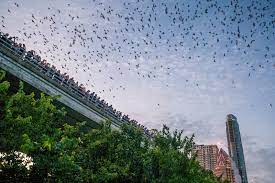 photos austin bats at the south