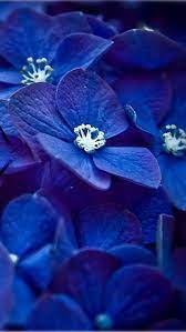blue flower hd phone wallpaper peakpx