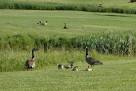 Wild Geese On A Golf Course Stock Photo - Download Image Now ...