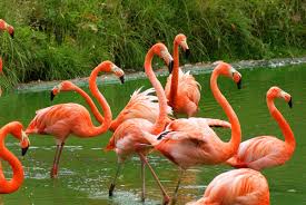Image result for Flamingos