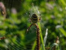 yellow garden spider benefits and how