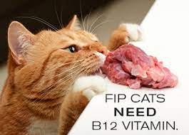 I have given 200 of such shots with no pain. B12 For Cats Feline Infectious Peritonitis