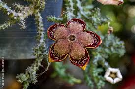 beauty fresh flower cactus flower