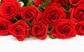 red rose hd wallpapers 35044 baltana