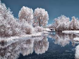 Frozen Trees In Ice Lake With ...
