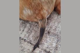 hair loss on a dog s tail 10 causes