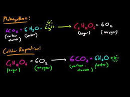 Biology Lecture 31 Photosynthesis