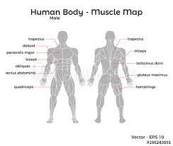 The muscles of your body which you can work out can broadly be divided into two categories in the upper body muscles you have shoulder (deltoids and traps), back (lats, middle back and lower back). Male Human Body Muscle Map With Major Muscle Names Front And Back Vector Eps 10 Illustration Stock Vektorgrafik Adobe Stock