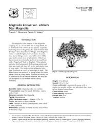 The umbrella magnolia is named for the enormous shiny leaves (up to 24 inches long and 10 inches across), which droop down around the ends of the branches. Magnolia Kobus Var Stellata Star Magnolia Fact Sheet St 382 1