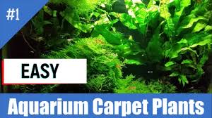 easiest aquarium carpet plants