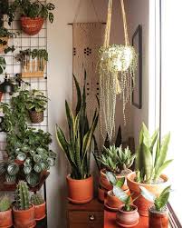 top 10 aesthetic indoor plants you
