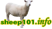 how-many-years-can-a-sheep-lamb