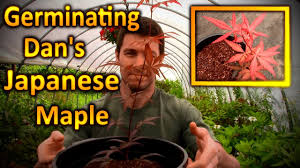 plant and grow anese red maple seed