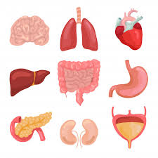 Cartoon Human Body Organs Healthy Digestive Circulatory