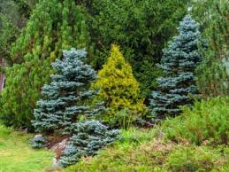 Conifer Garden Tips For Landscaping