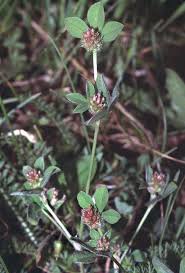 Trifolium striatum - Wikipedia