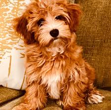 With their breeder, waiting for you! Coastal Havapoo Cavapoo Puppies Home Facebook