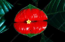 hot lips plant stock image b760