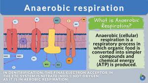 what is anaerobic respiration the