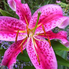 stargazer lilies