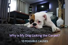 your dog is licking the carpet