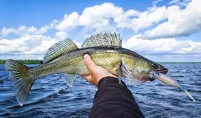 Lure Colors For Walleye Fishing