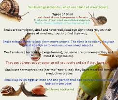 Pin By Molly Linton On Snail House Snail Facts Snail