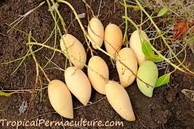 Apr 15, 2021 · when it comes to ripe mangoes, they should last at least 5 days in the fridge (mr). Growing Mangoes And How To Grow Mango Trees From Seed