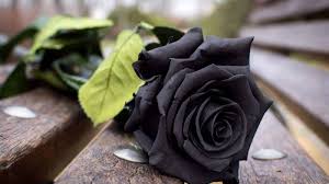 black rose history symbolism