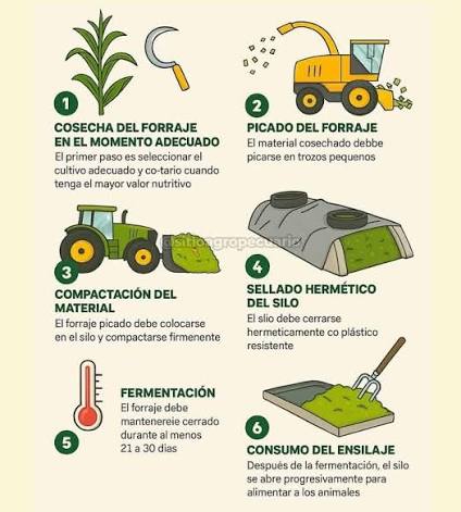 Nuestro proceso de compactación garantiza silos de excelencia: firmes y bien conservados 💪🚜 #PlemSilaje #Picado #SilosDeCalidad #Agronorte #maiz