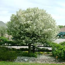 Garden Trees Find The Perfect Tree For
