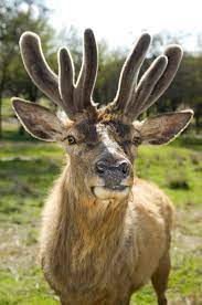 Antlers vs. Horns – Fossil Rim Wildlife ...