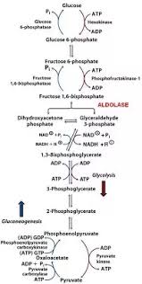 Is Gluconeogenesis The Reverse Of Glycolysis Quora