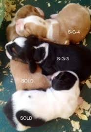 Why buy a basset hound puppy for sale if you can adopt and save a life? Beautiful Basset Hound Puppies For Sale In Powhatan Virginia Classified Showmethead Com