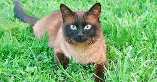 1 recognizing russian blue characteristics. Flame Point Siamese What You Need To Know About This Coloration