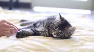 See our lists of cats waiting to be adopted click here. Chanel The Cerebellar Hypoplasia Cat Youtube
