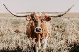 Texas Longhorn Canvas Print Cow Picture