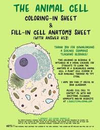 Plant cell coloring worksheet pages page biology corner animal an. Animal Cell Coloring Answer Key Worksheets Teaching Resources Tpt