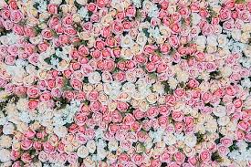 pink and white rose flower field