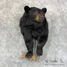 Black Bear 1 2 Life Size Mount For