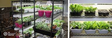 How To Grow An Indoor Survival Garden