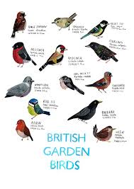 A3 British Garden Birds Poster
