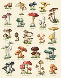 Mushroom Print Food Print Mushroom Chart Autumn Print Kitchen Art Mycology Fungi