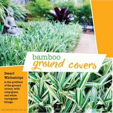 Bamboo Ground Covers About The Garden