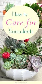 Succulent Care