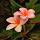 Image of Pua Hawaiian flower