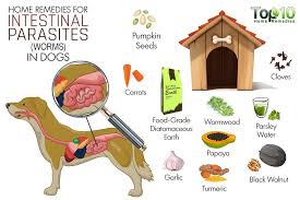 intestinal parasites worms in dogs