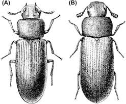 beetles coleoptera sciencedirect