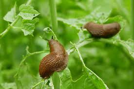 control snails and slugs in the garden