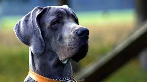 Great Dane Profile A New Owner S Guide